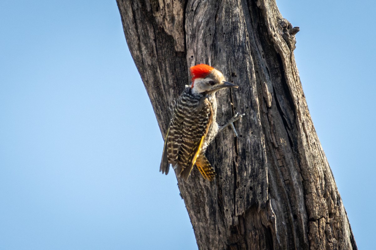 Pito Cardenal - ML645367416