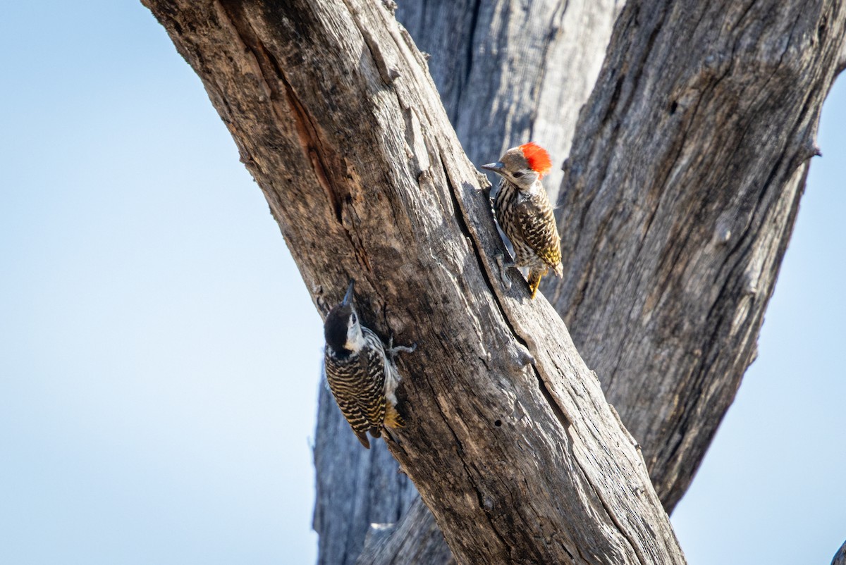 Pito Cardenal - ML645367417