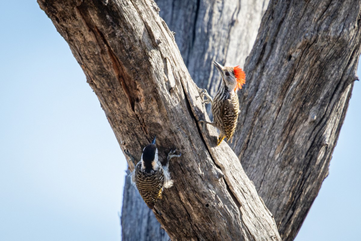 Pito Cardenal - ML645367418