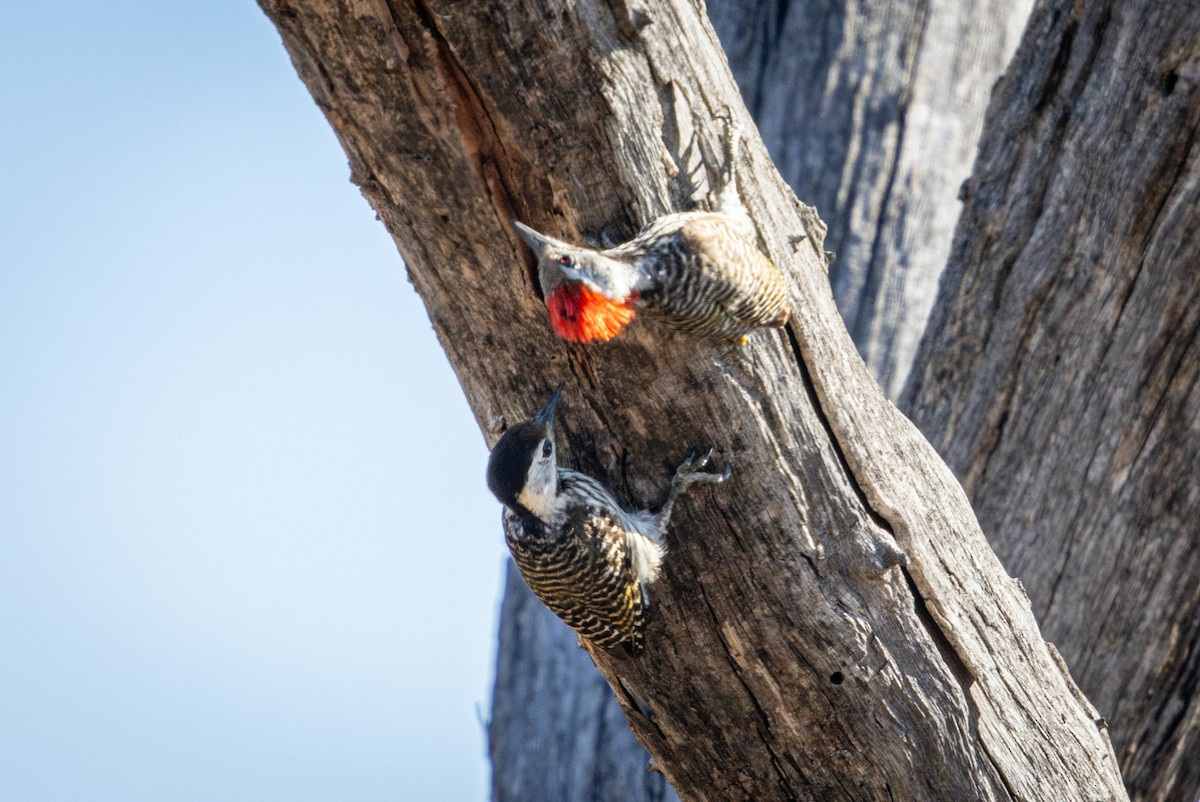 Pito Cardenal - ML645367419