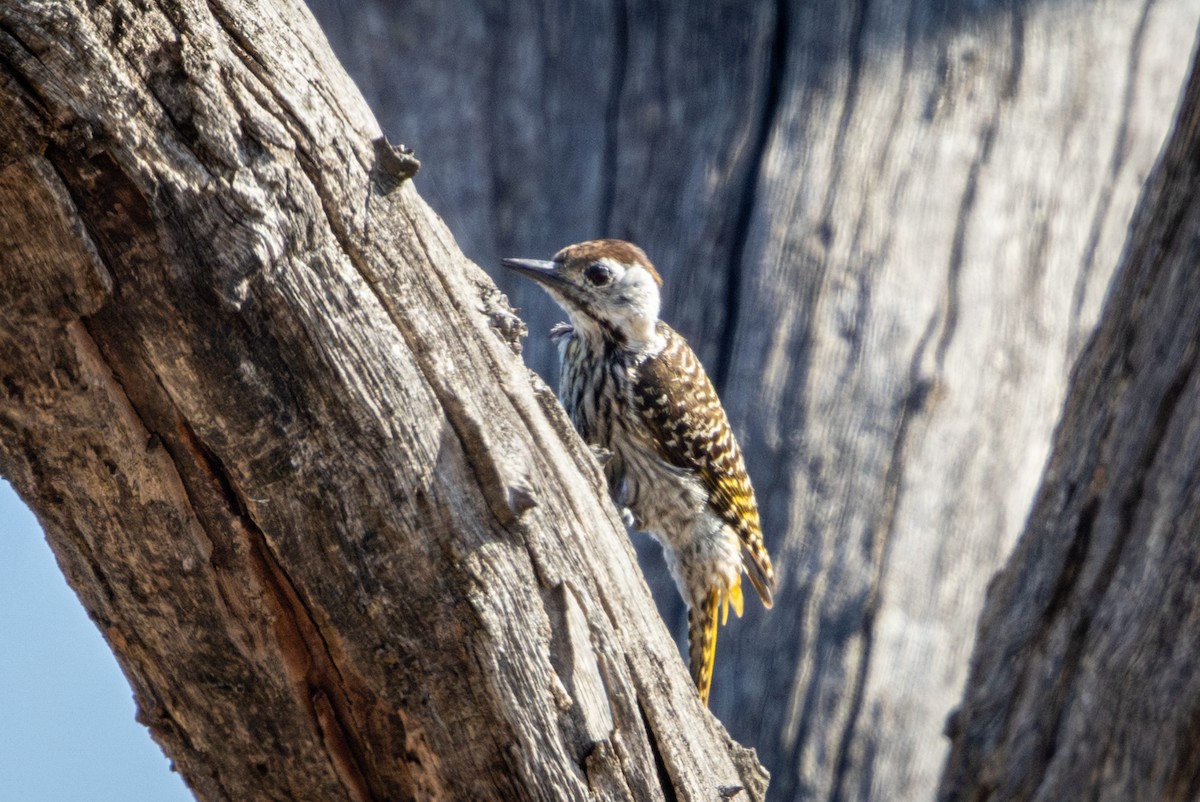 Pito Cardenal - ML645367420