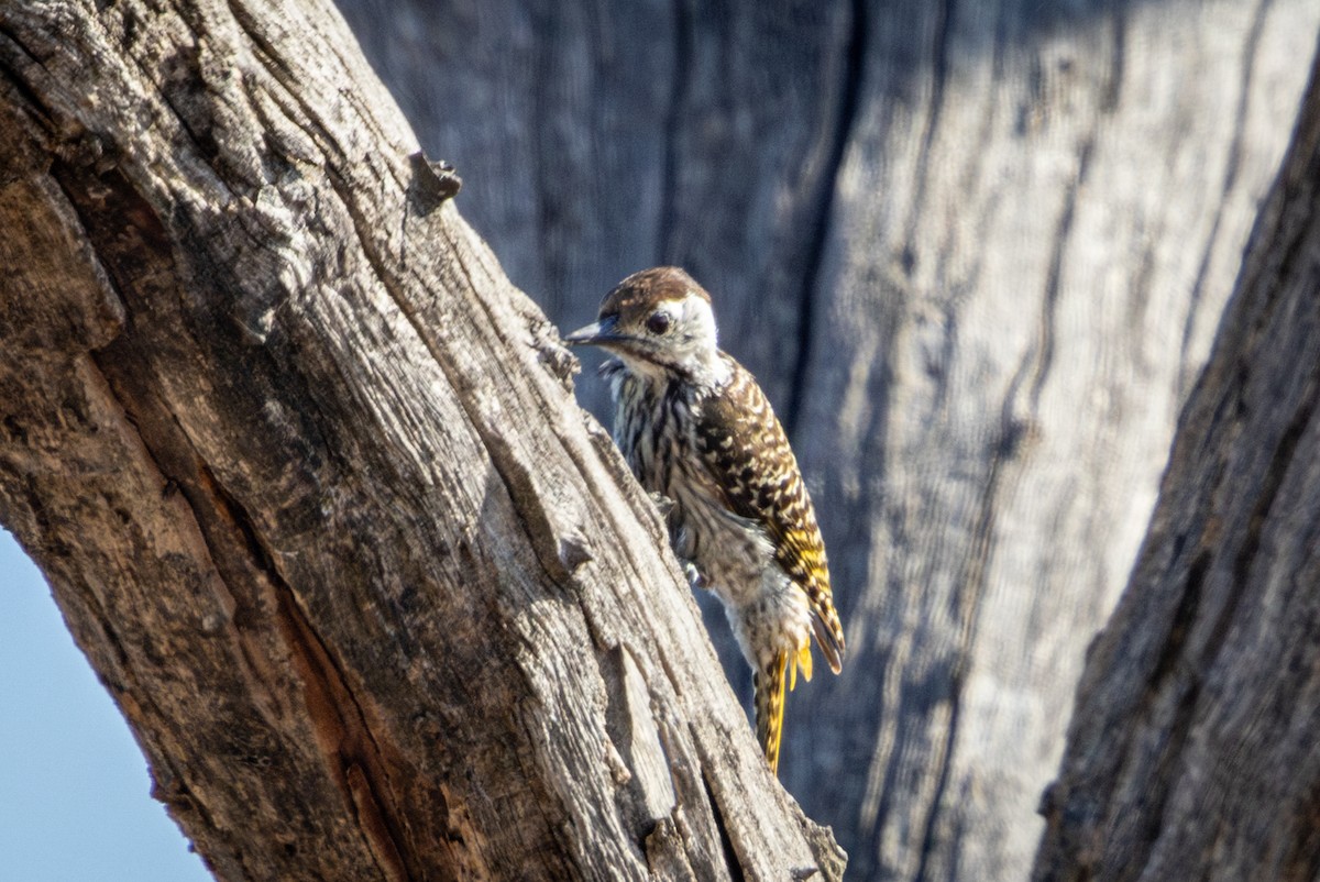 Pito Cardenal - ML645367421