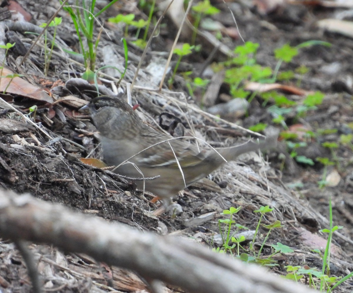 Golden-crowned Sparrow - ML645367427