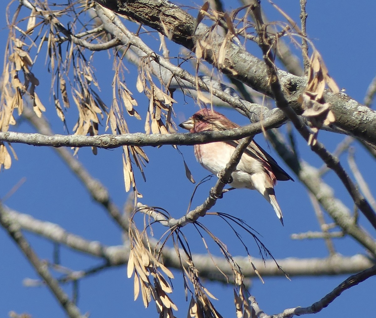 Purple Finch - ML645367430