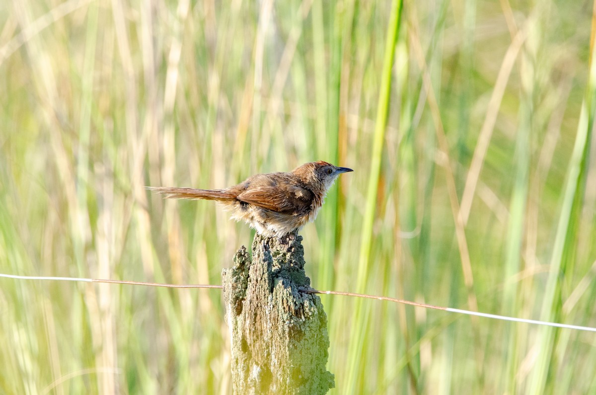 Freckle-breasted Thornbird - ML645367434