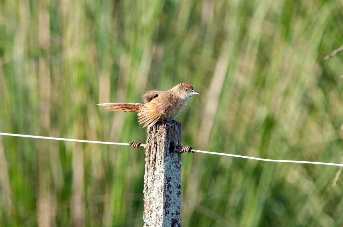 Freckle-breasted Thornbird - ML645367435