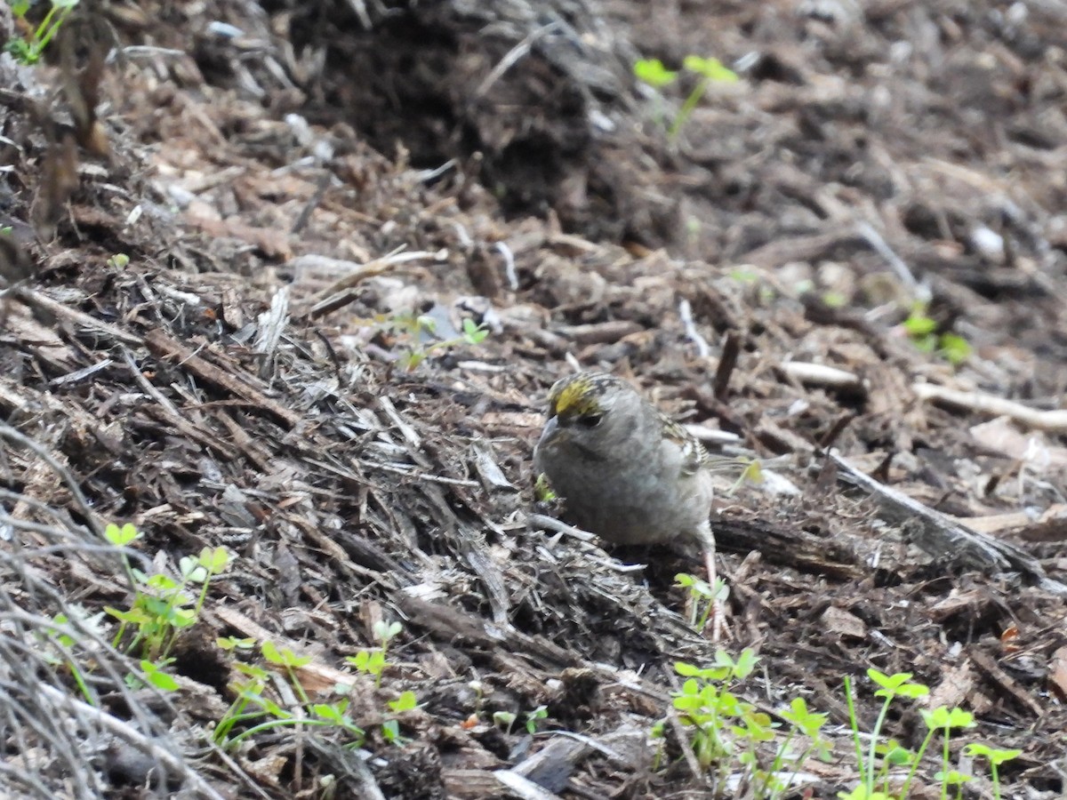 Golden-crowned Sparrow - ML645367437