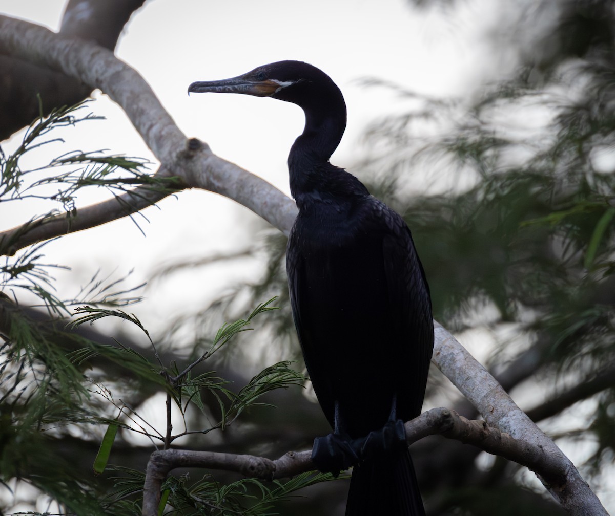 Neotropic Cormorant - ML645367440