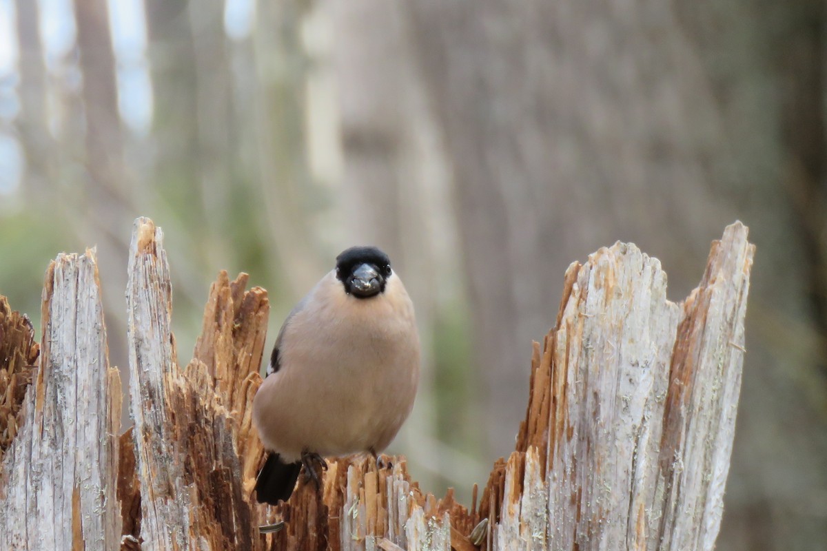 Şakrak - ML645367443