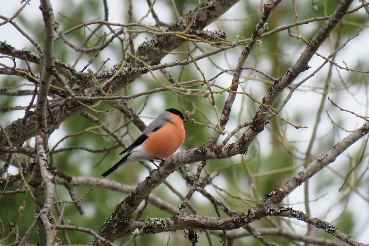 Şakrak - ML645367444