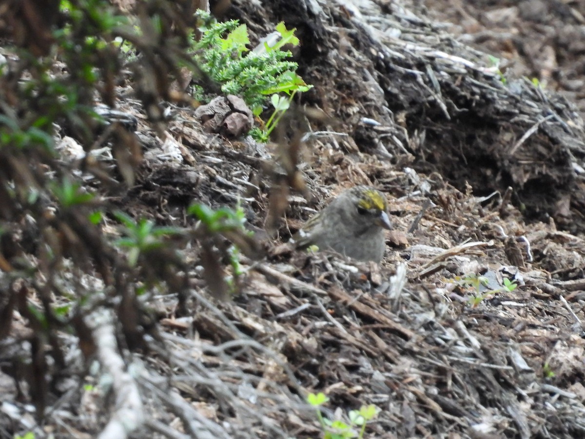 Golden-crowned Sparrow - ML645367451