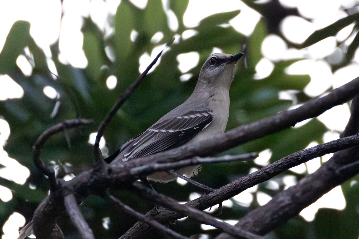 Tropikal Taklitçi - ML645367454