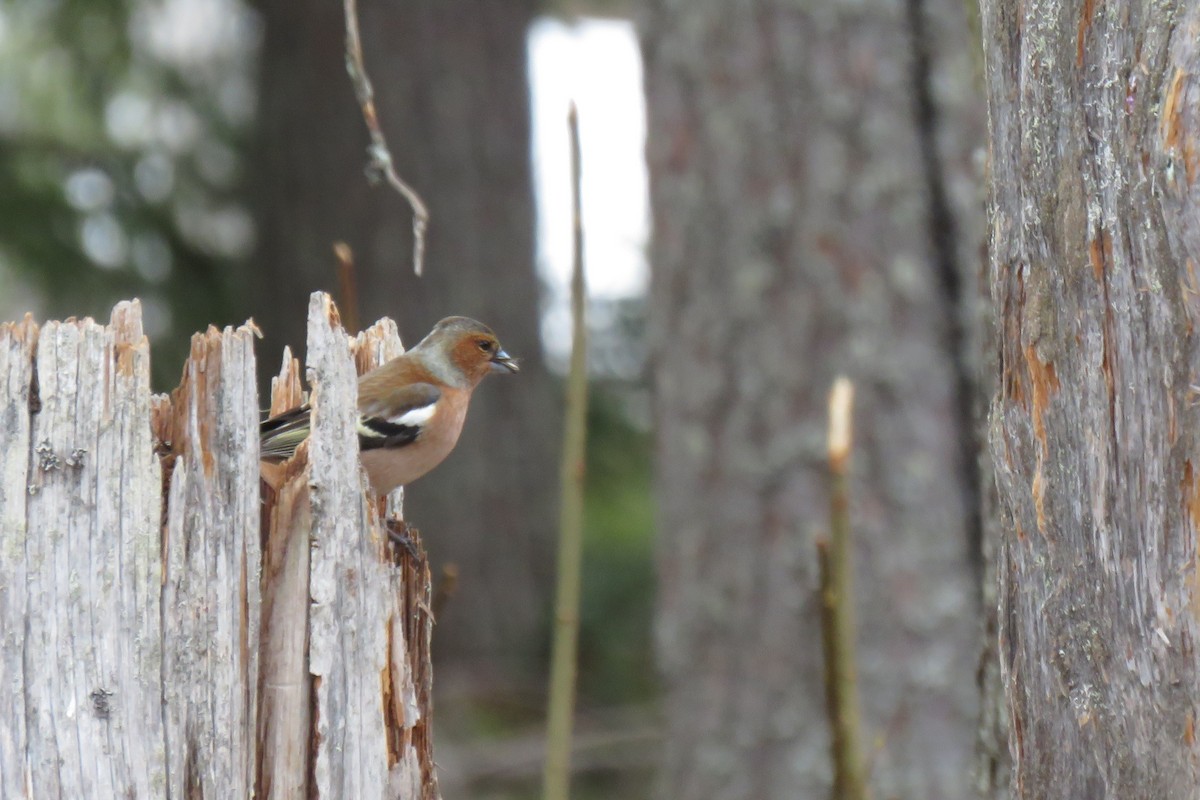 İspinoz - ML645367455