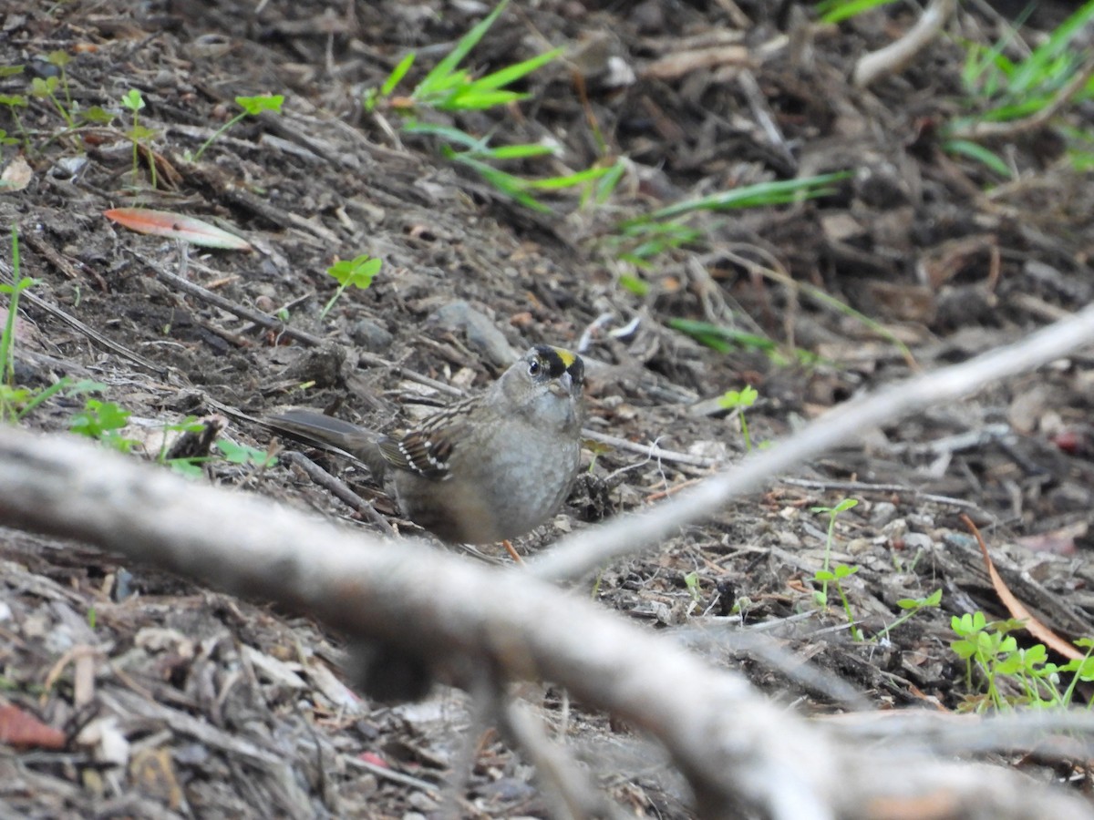 Golden-crowned Sparrow - ML645367457