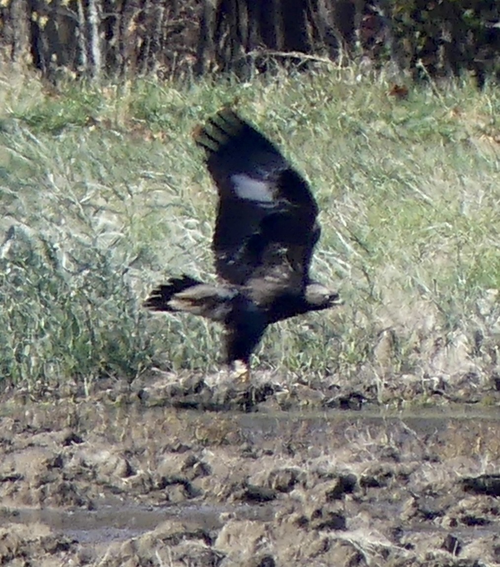 Golden Eagle - ML645367461