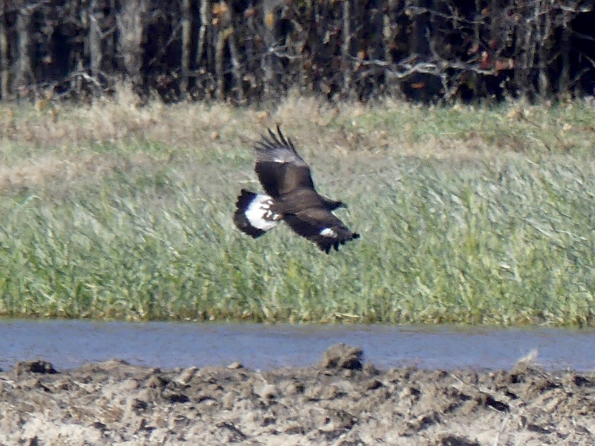 Golden Eagle - ML645367462