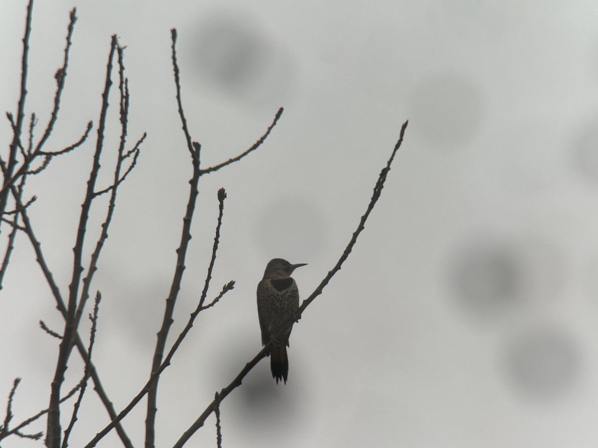 Northern Flicker (Red-shafted) - ML645367466
