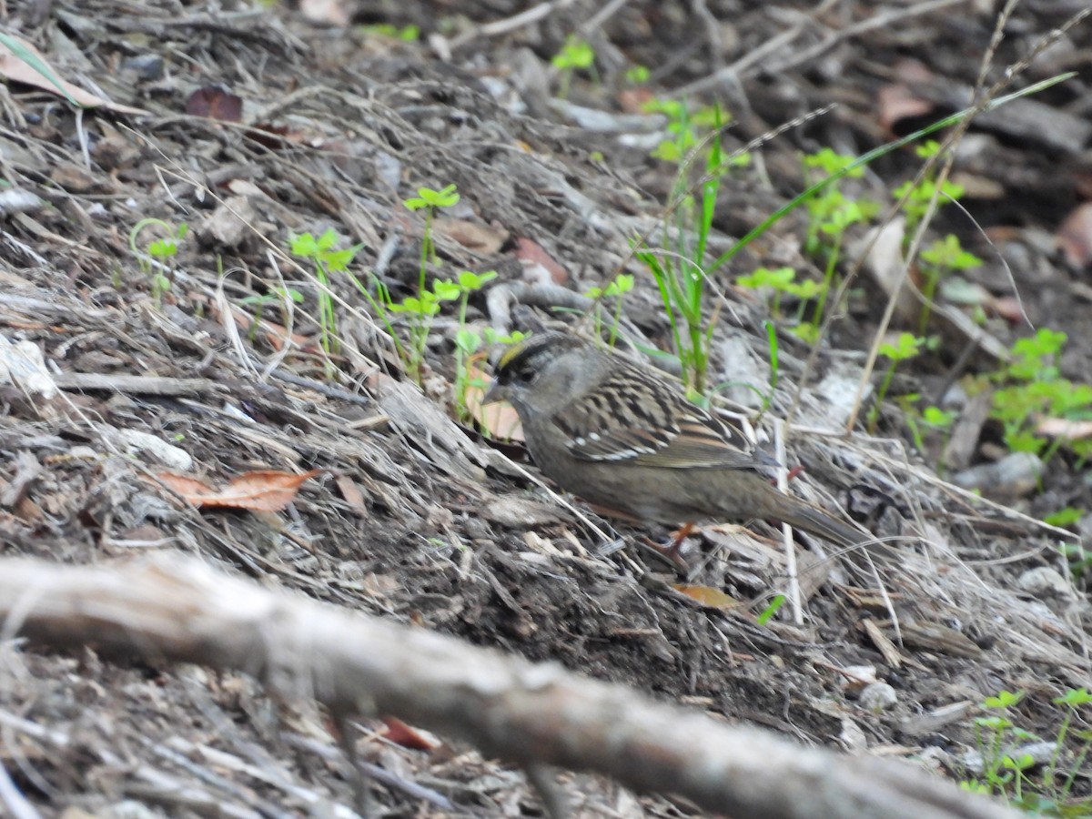 Golden-crowned Sparrow - ML645367467