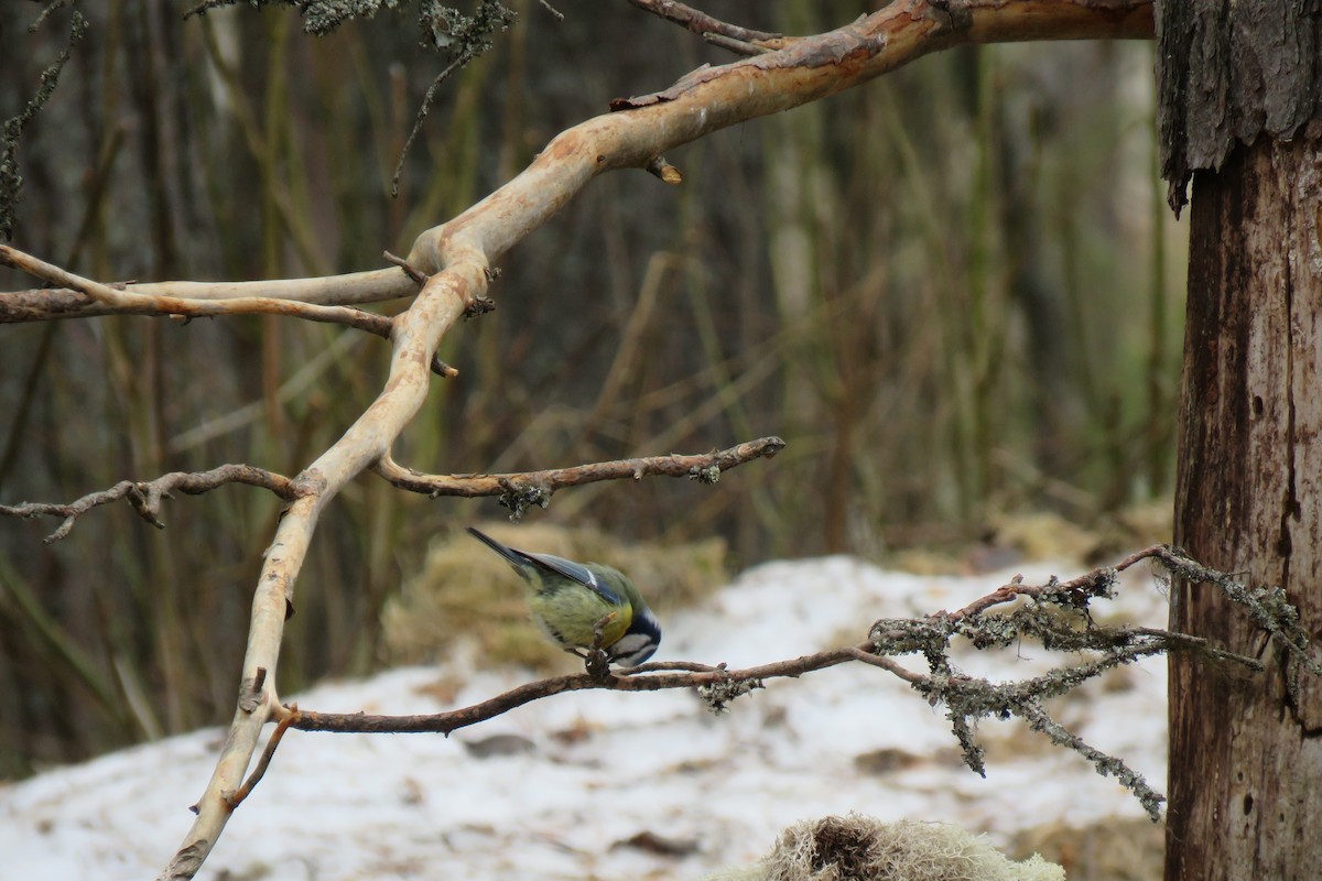 sýkora modřinka - ML645367471