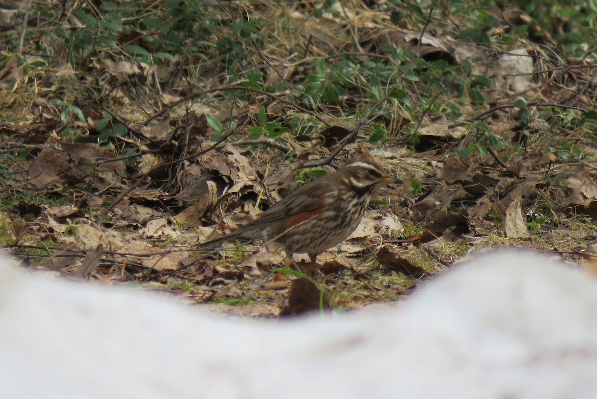 Kızıl Ardıç - ML645367486