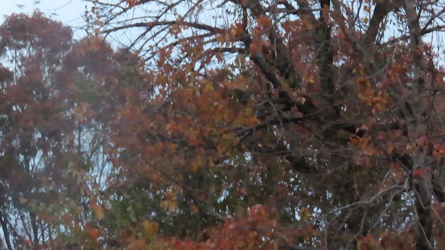 Common Grackle - ML645367488