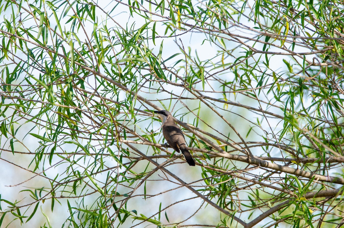 Галапагосская пиайя - ML645367490
