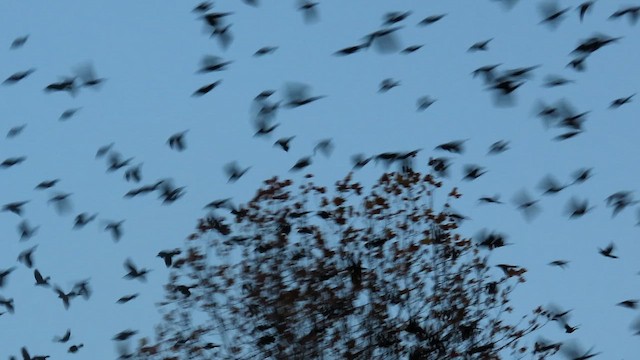 Common Grackle - ML645367491