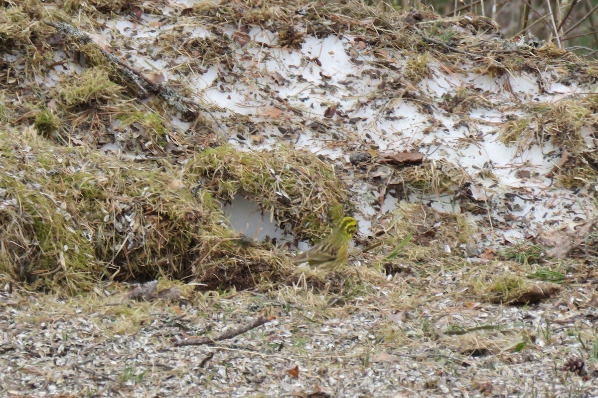 Sarı Çinte - ML645367496