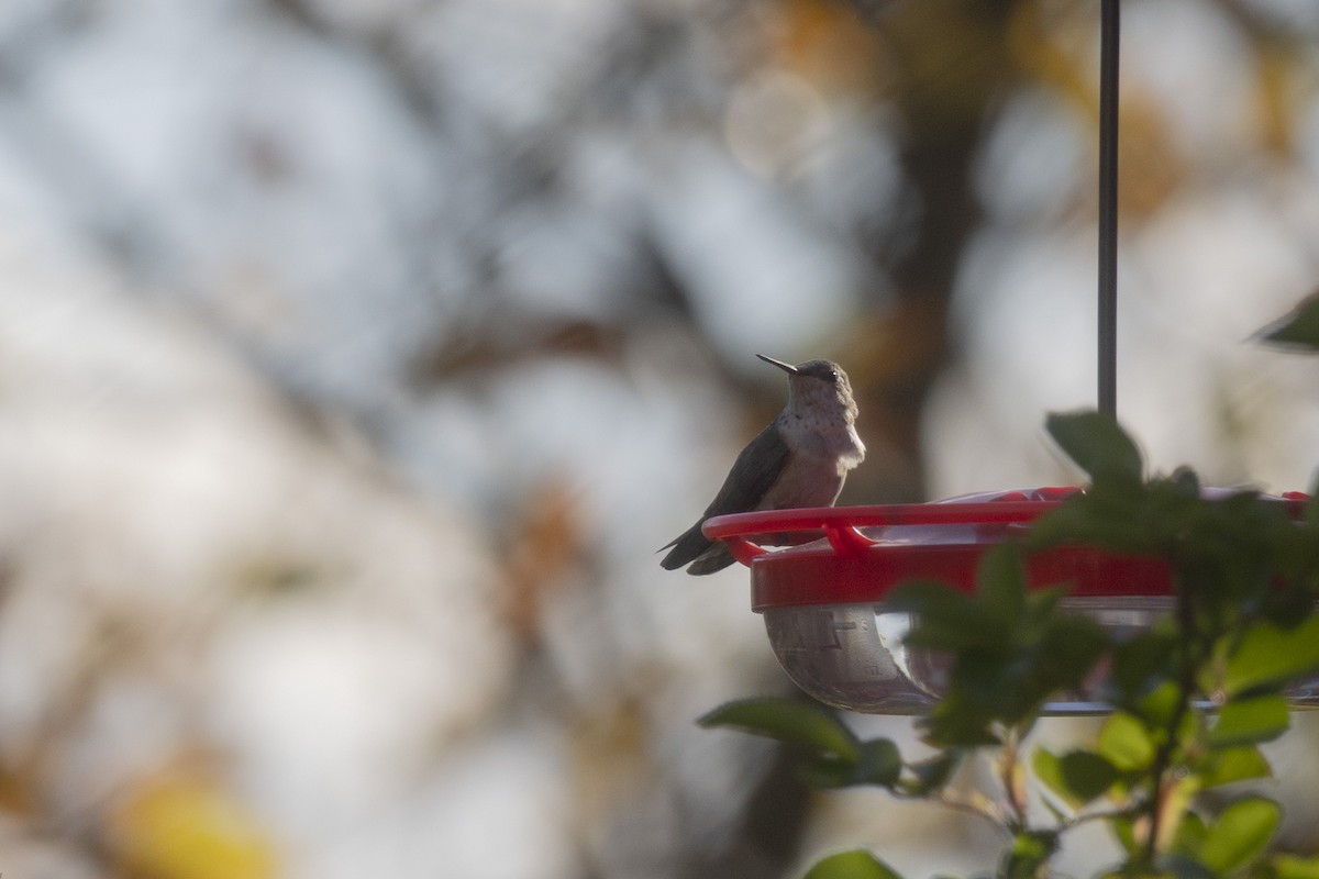Rufous Hummingbird - ML645367503