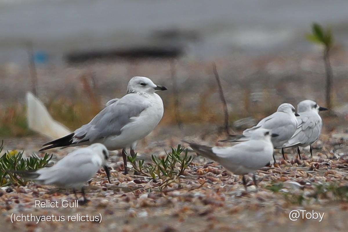 Relict Gull - ML645367512