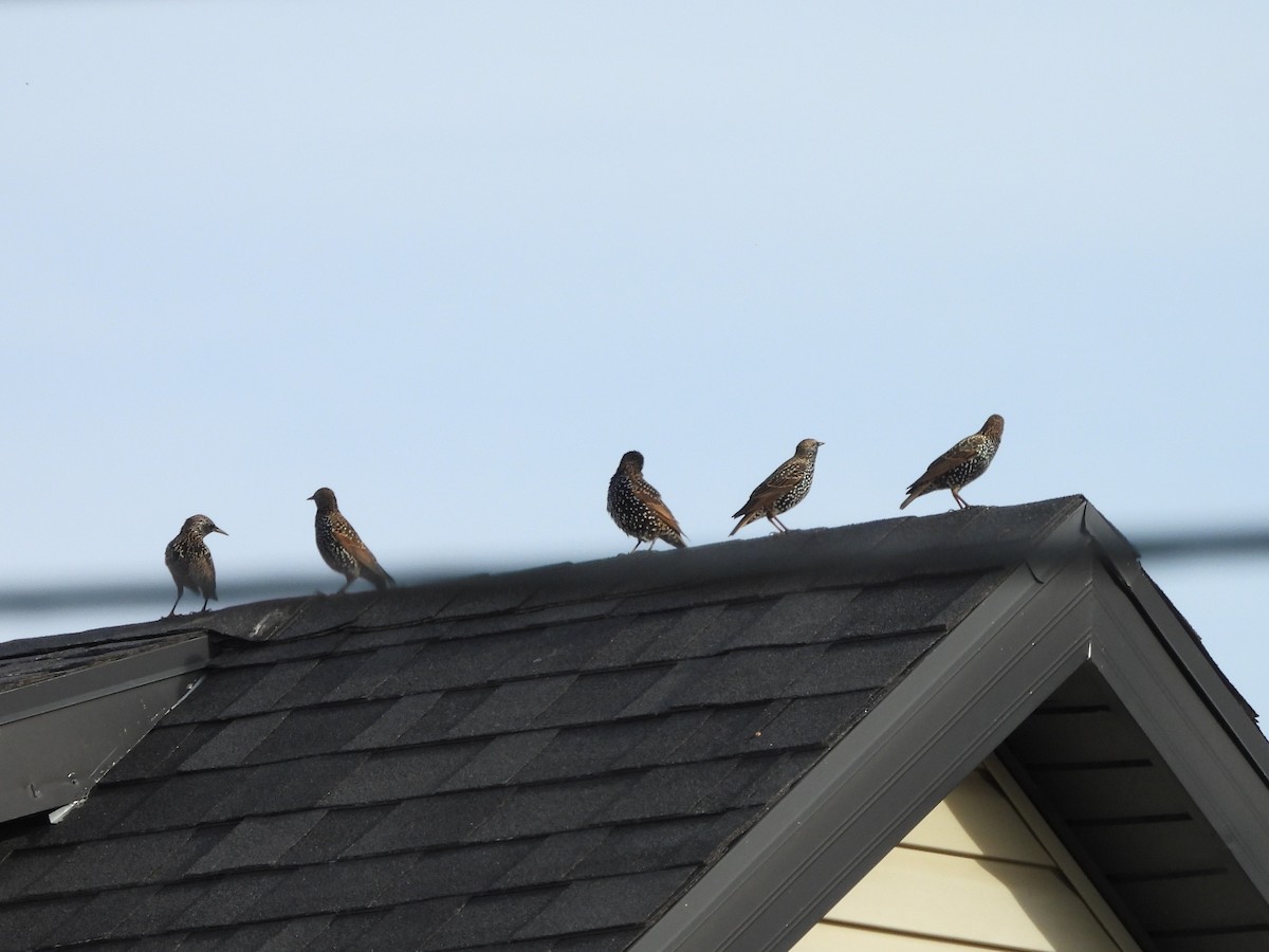 Шпак звичайний - ML645367517