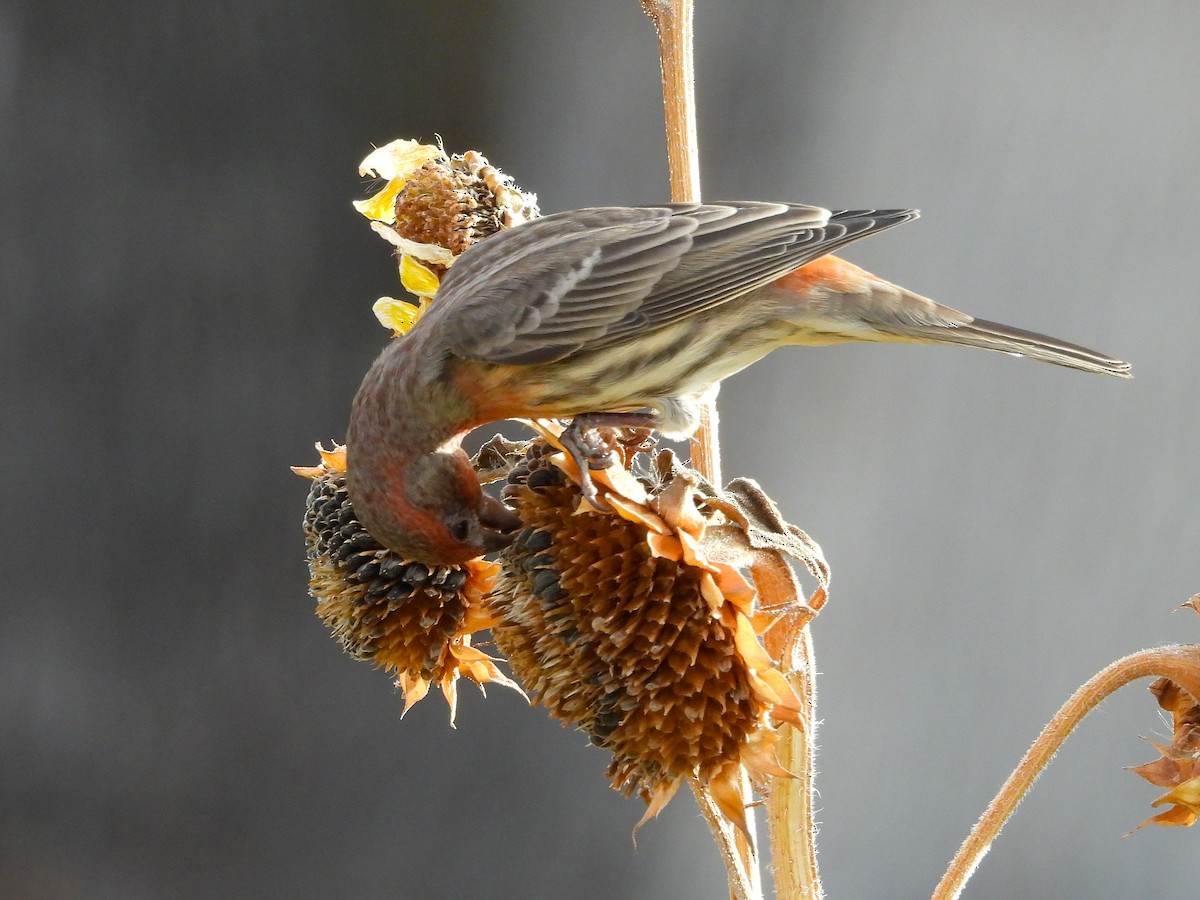 House Finch - ML645367547