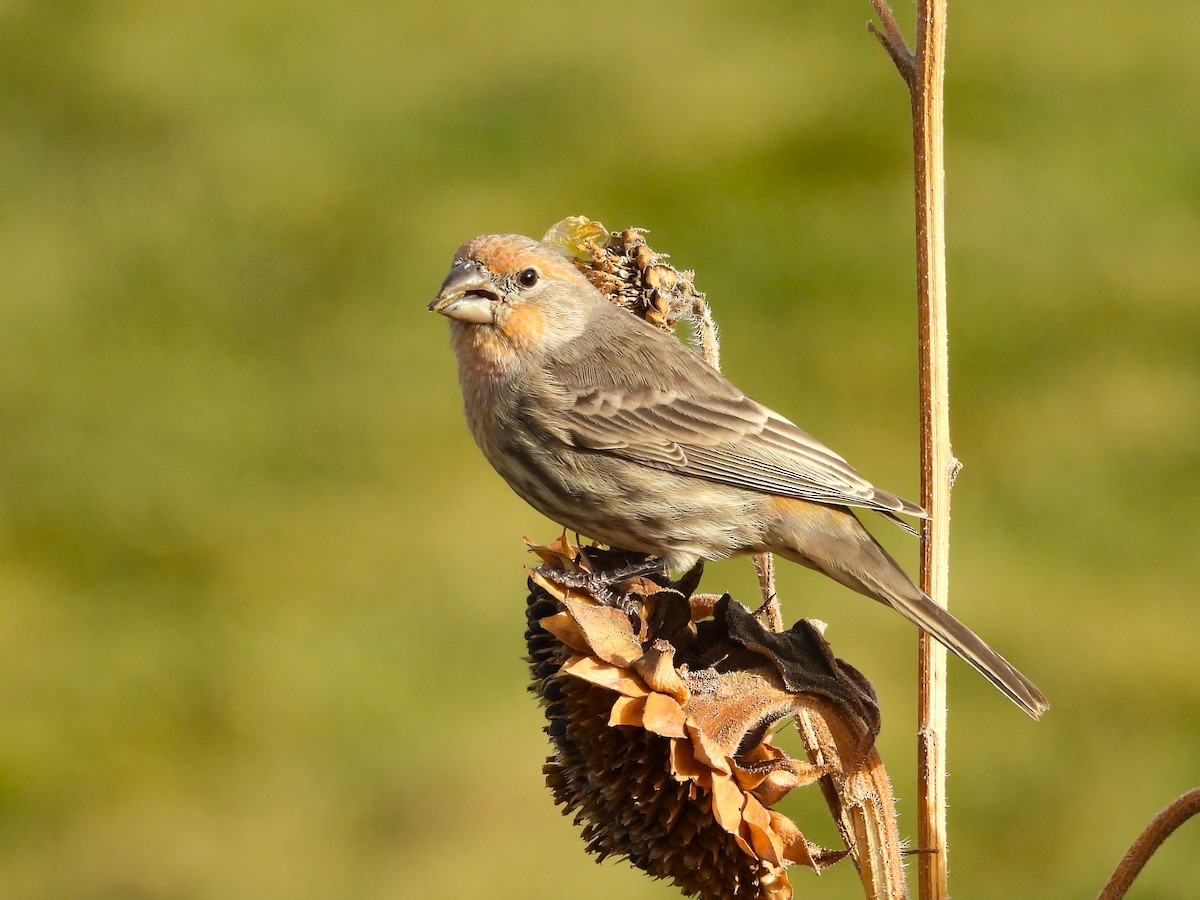 House Finch - ML645367548
