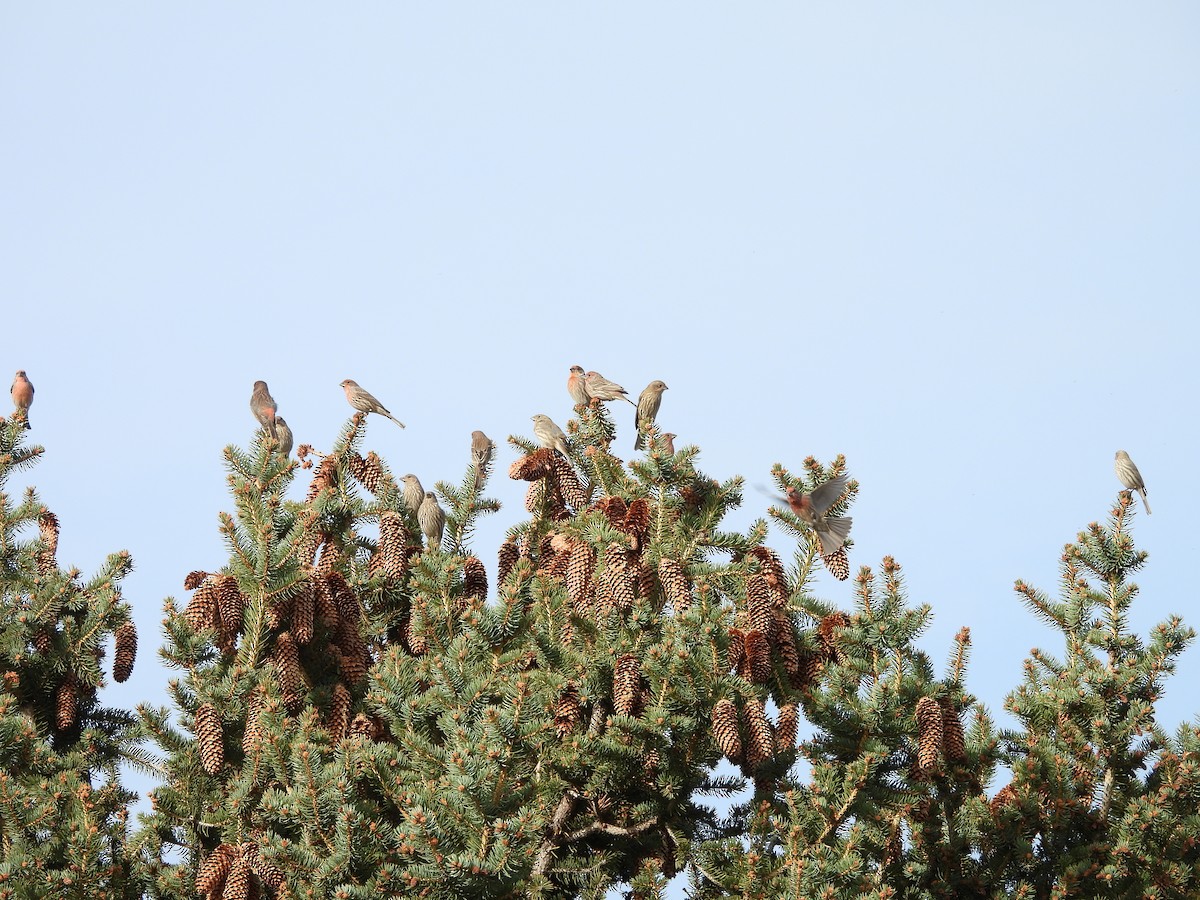 House Finch - ML645367549