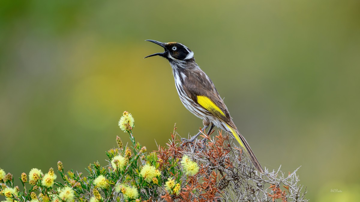New Holland Honeyeater - ML645367555