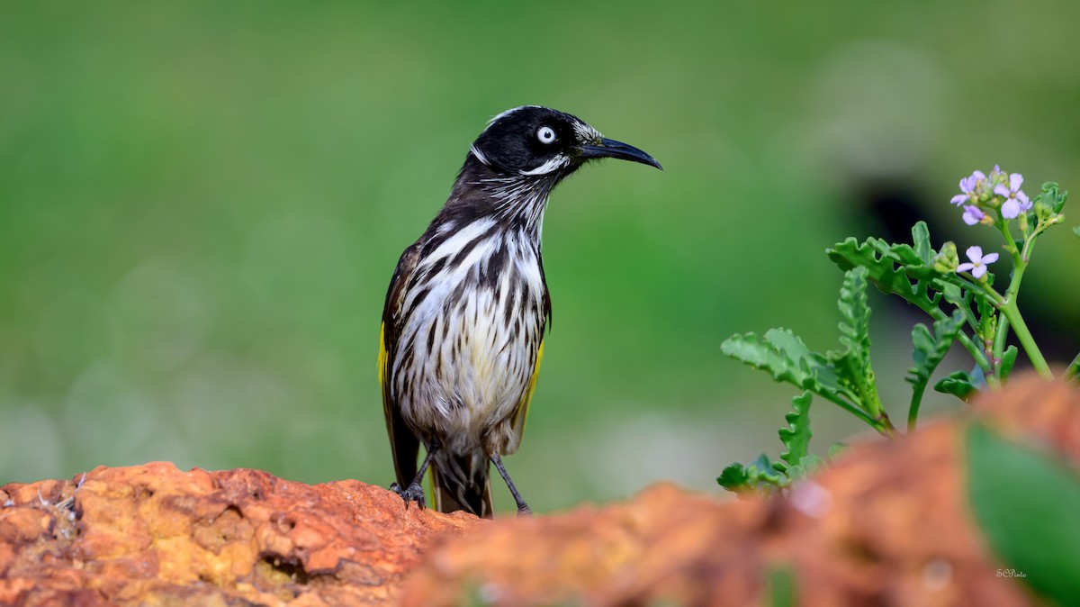New Holland Honeyeater - ML645367556