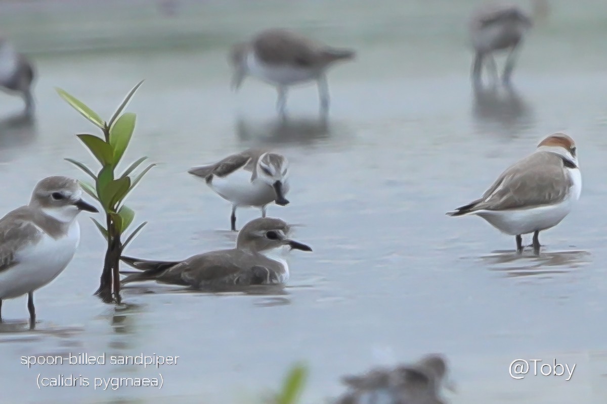 Spoon-billed Sandpiper - ML645367583