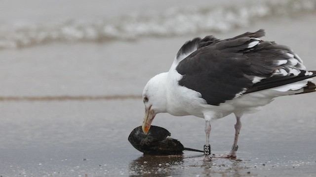 Great Black-backed Gull - ML645367589