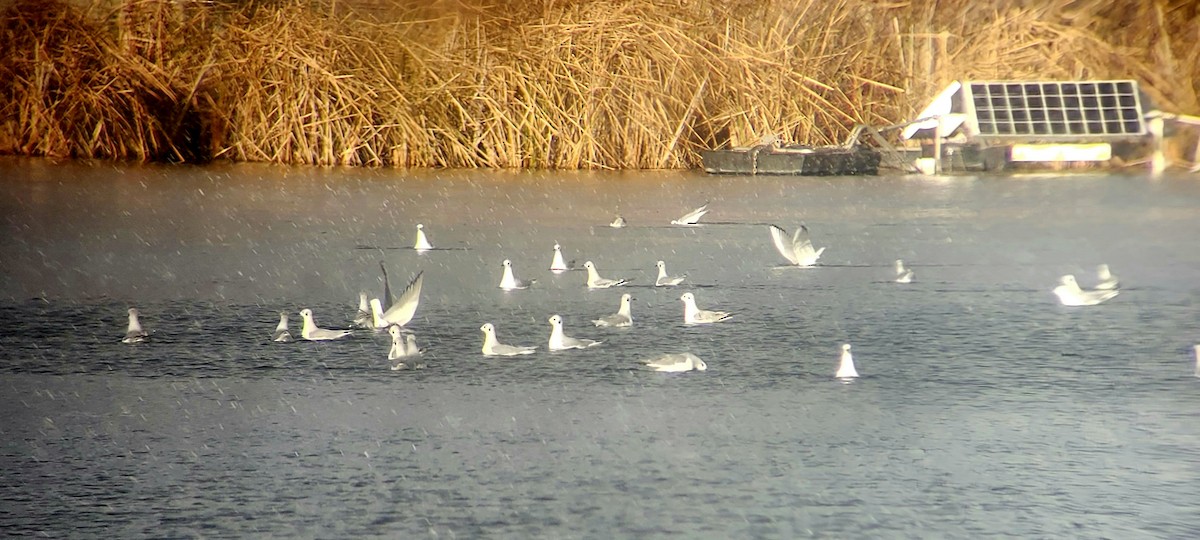 Bonaparte's Gull - ML645367601