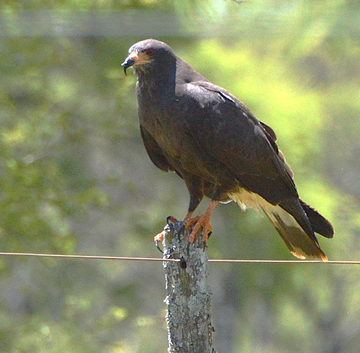 Snail Kite - ML645367606