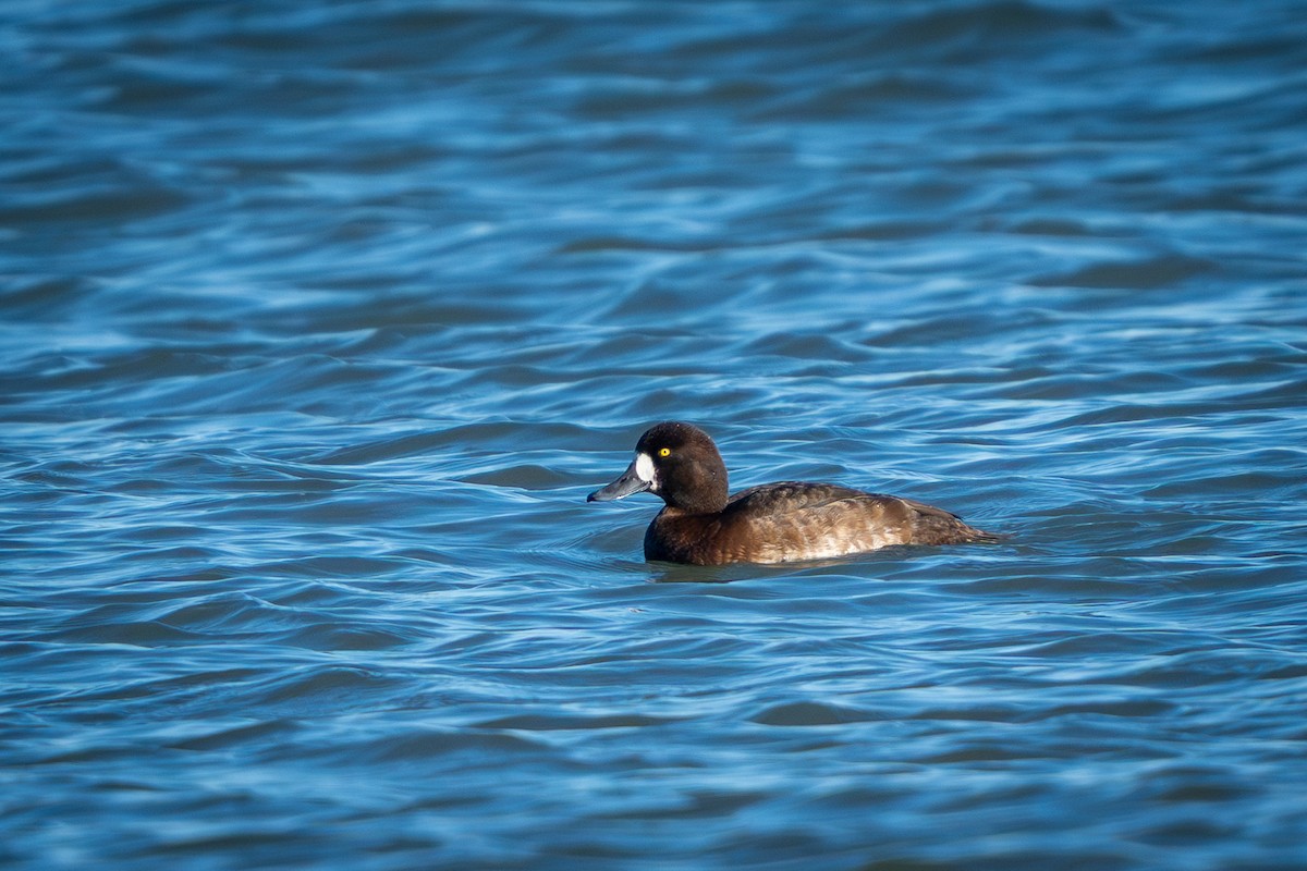 スズガモ - ML645367612