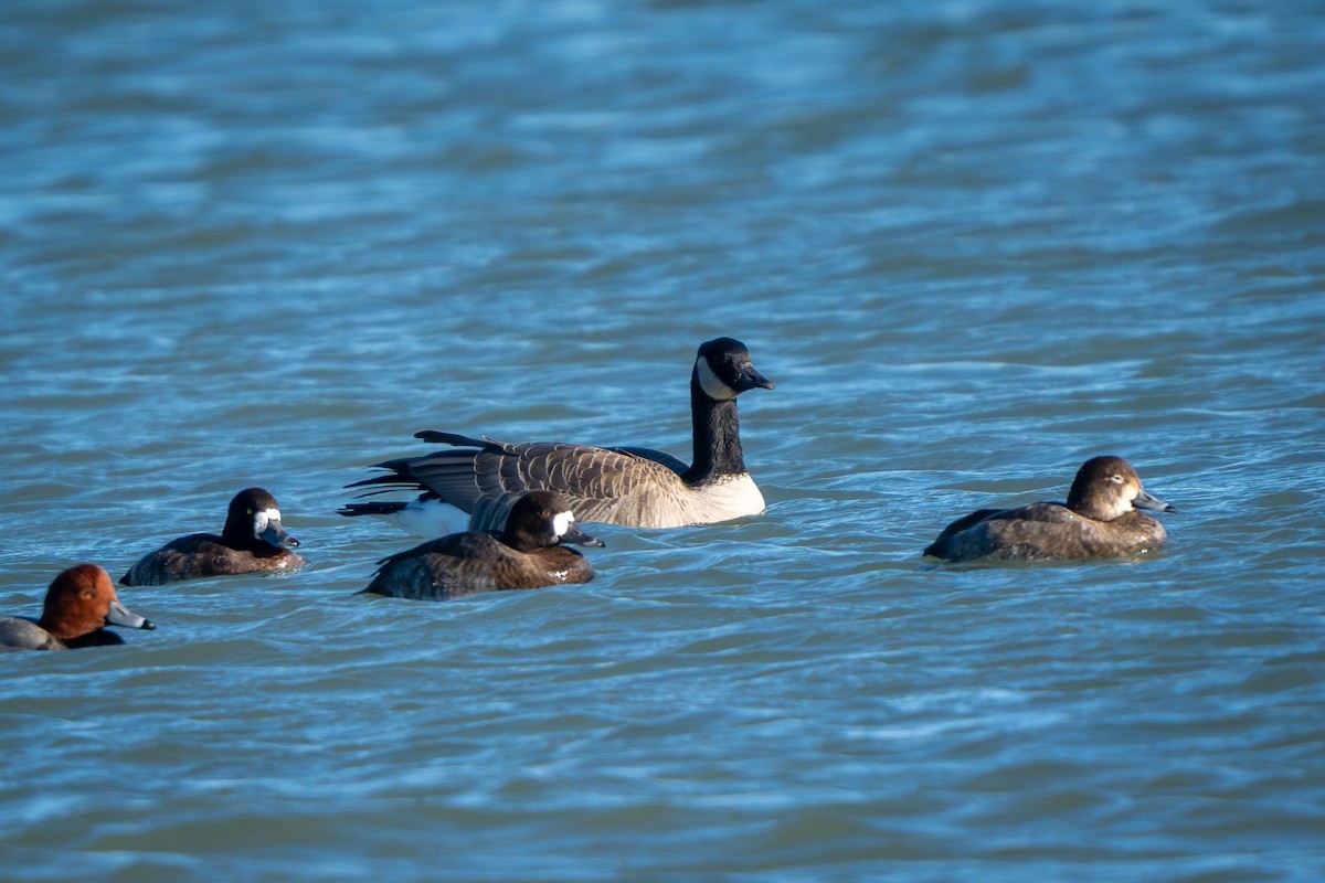 スズガモ - ML645367613