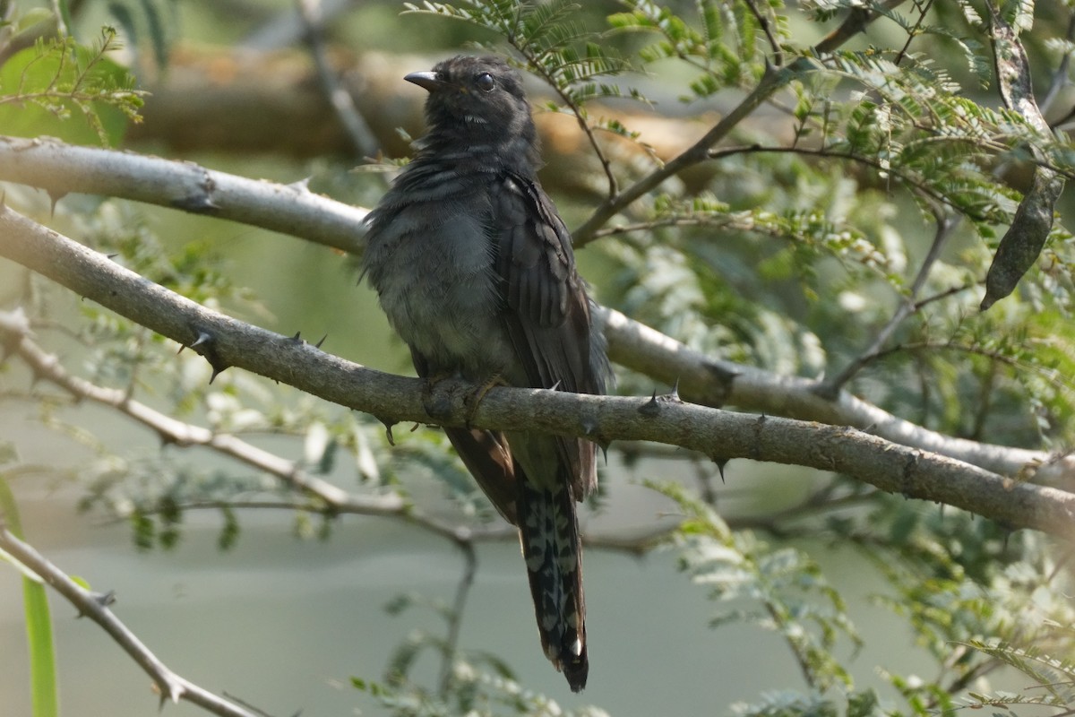 Coucou à tête grise - ML645367614