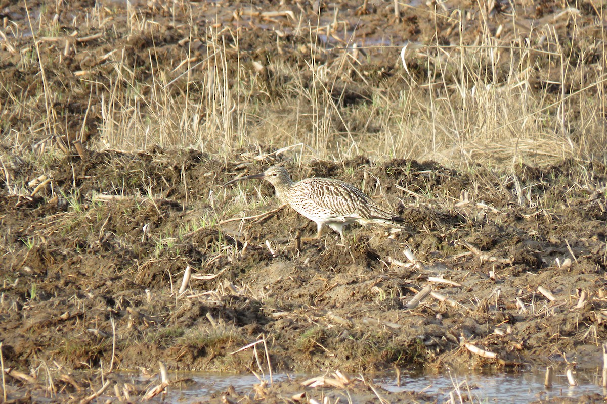 Kervançulluğu - ML645367616
