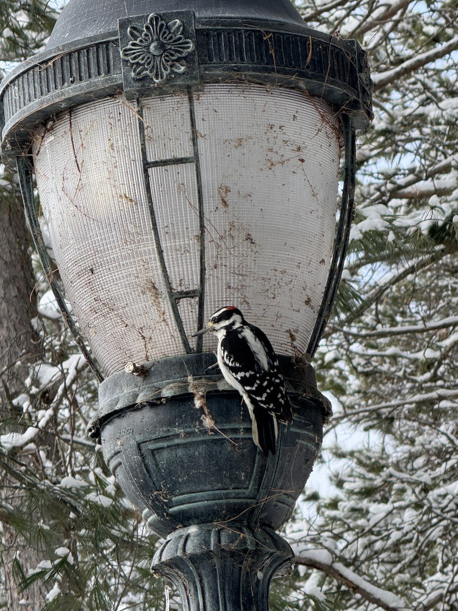 Hairy Woodpecker - ML645367618
