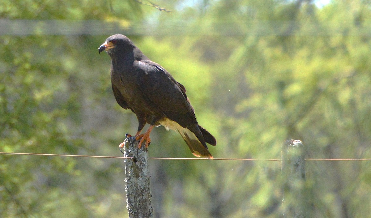 Snail Kite - ML645367619