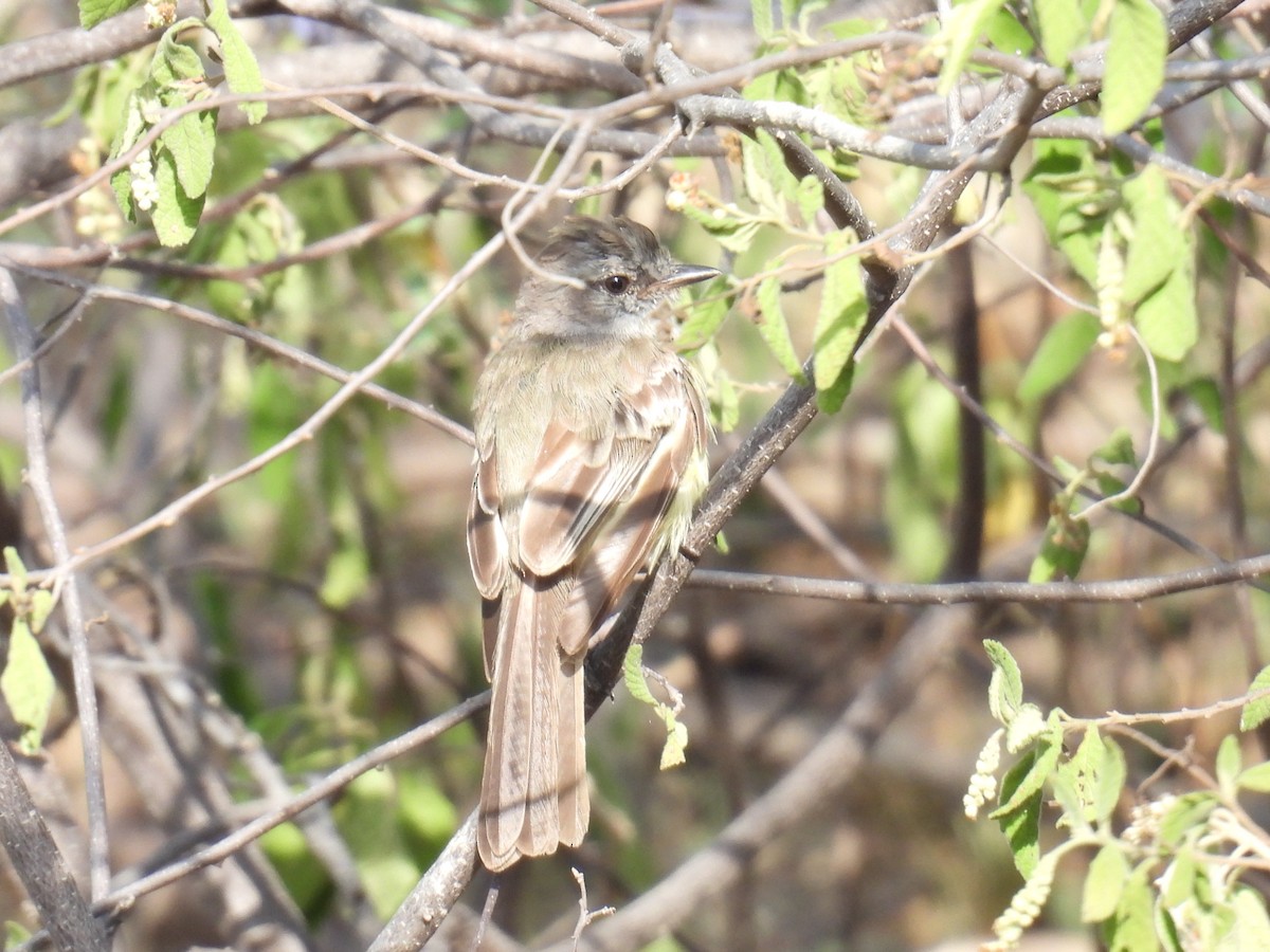 Інезія тонкодзьоба - ML645367635