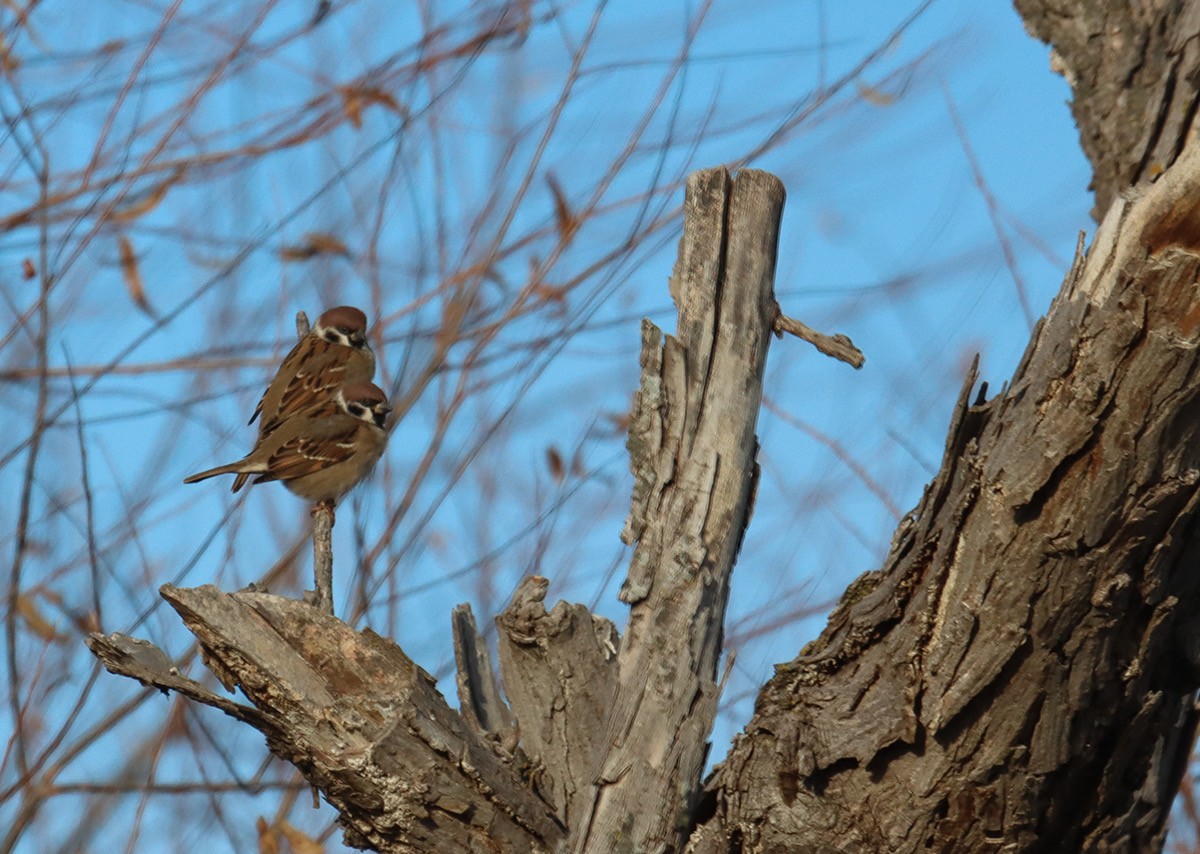 Ağaç Serçesi - ML645367637