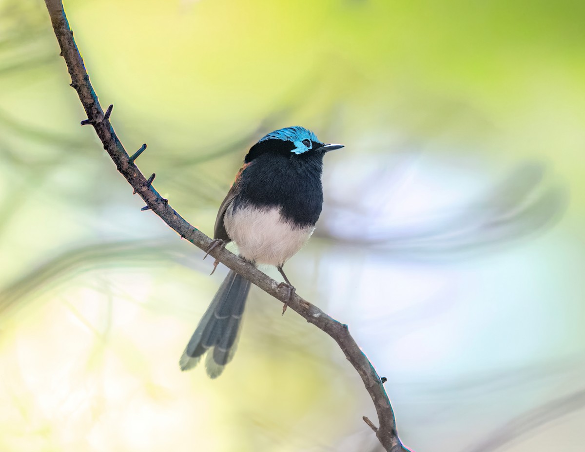 Maluro Elegante - ML645367642