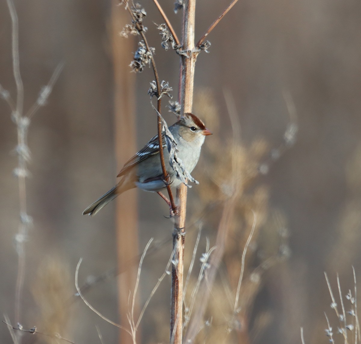 White-crowned Sparrow - ML645367644